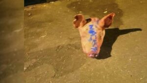 Des têtes de cochon devant des mosquées : une humiliation inadmissible pour la France chrétienne