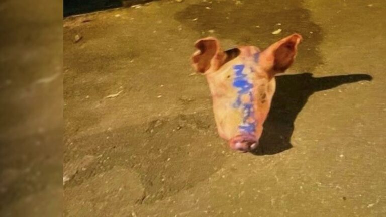 Des têtes de cochon devant des mosquées : une humiliation inadmissible pour la France chrétienne